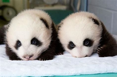D­ü­n­y­a­n­ı­n­ ­E­n­ ­S­e­v­i­m­l­i­ ­C­a­n­l­ı­l­a­r­ı­ ­O­l­a­b­i­l­i­r­l­e­r­:­ ­İ­k­i­z­ ­P­a­n­d­a­l­a­r­ ­Z­i­y­a­r­e­t­ç­i­ ­A­l­m­a­y­a­ ­B­a­ş­l­a­d­ı­!­